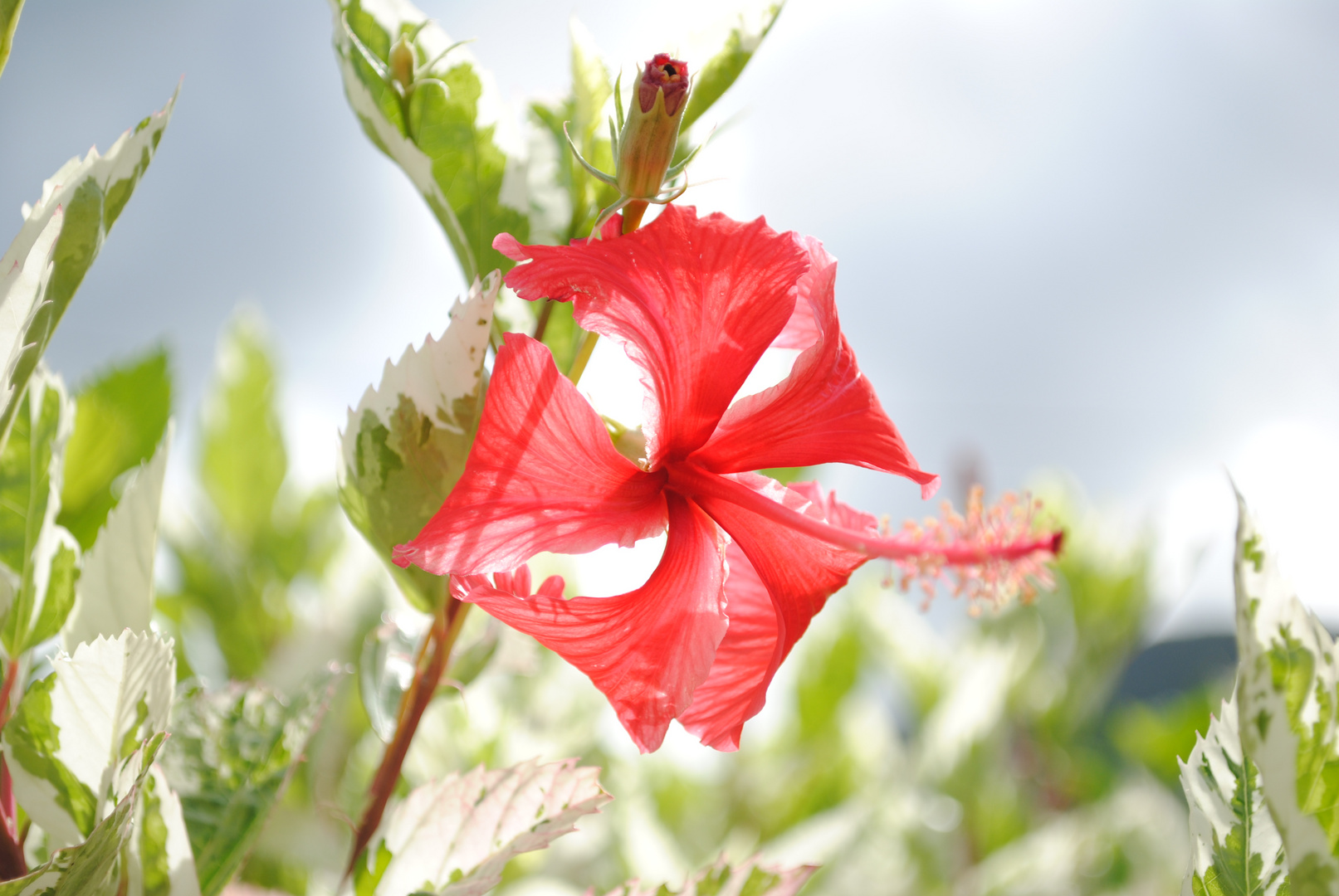 Hibiscus in Sun