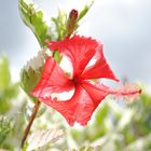 Hibiscus in Sun