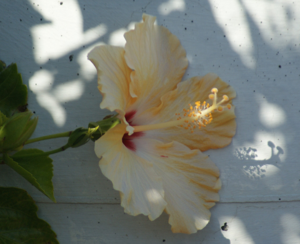 Hibiscus in the shade