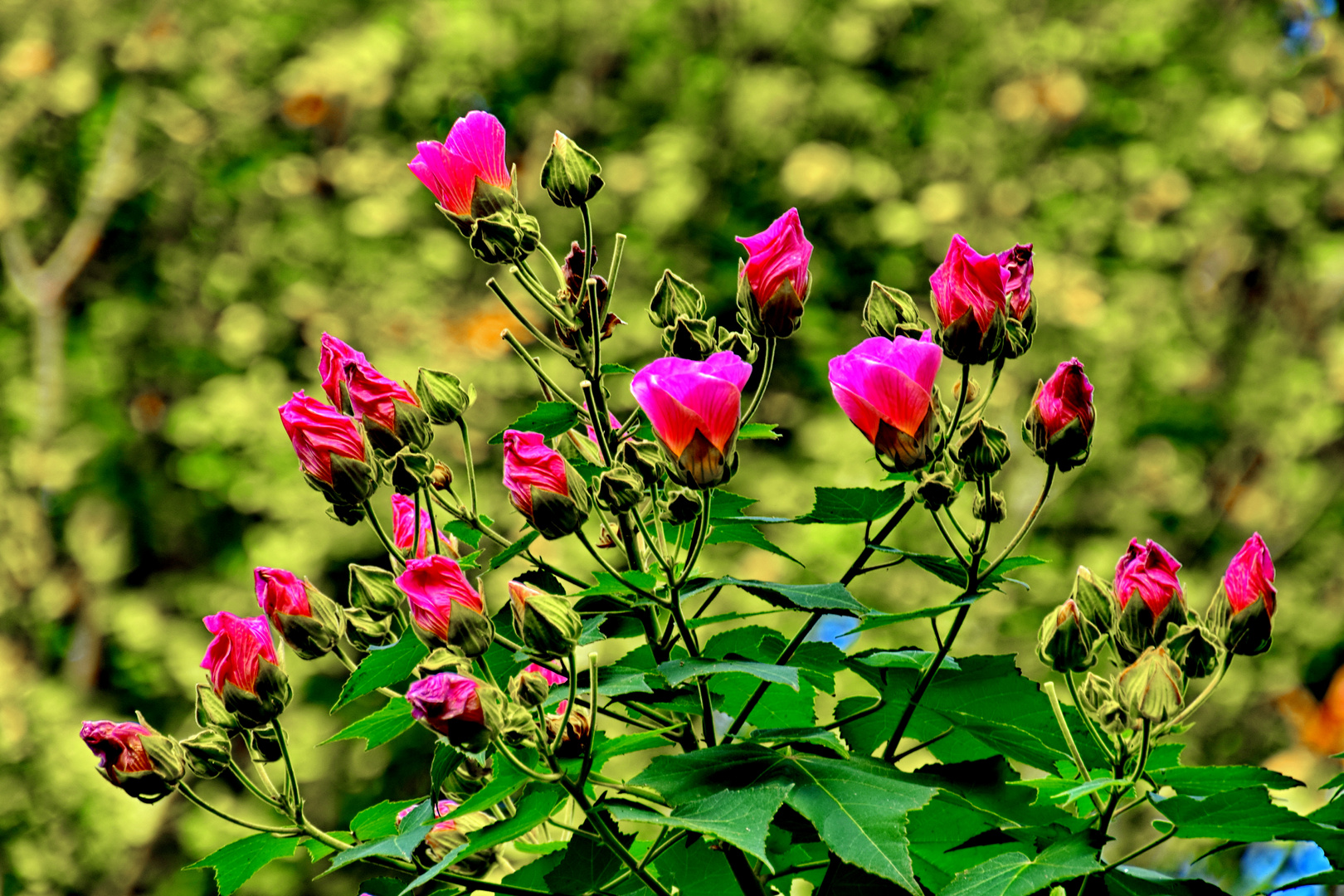 Hibiscus Indicus