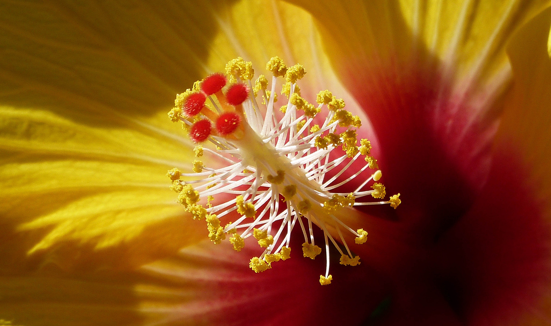 Hibiscus jaune