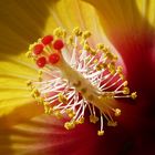 Hibiscus jaune