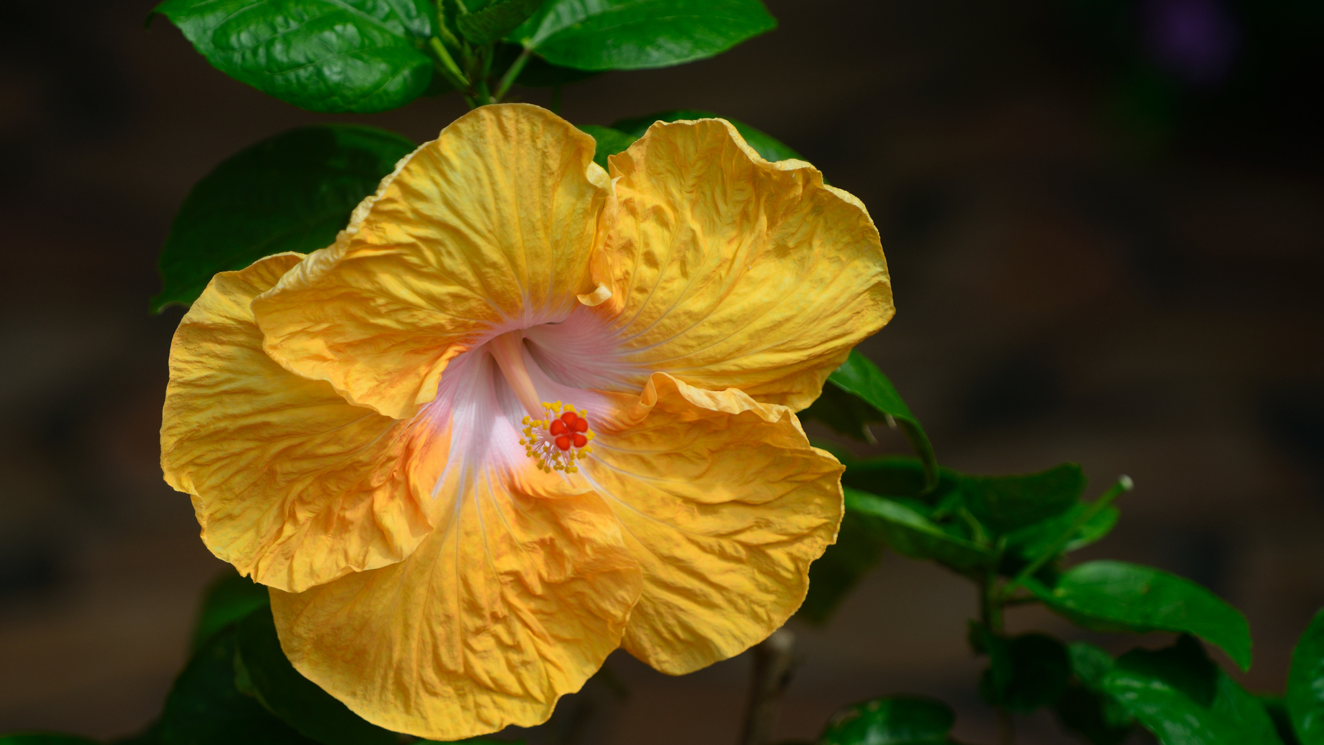 Hibiscus Jaune à Pistil Rouge