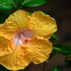 Hibiscus Jaune à Pistil Rouge