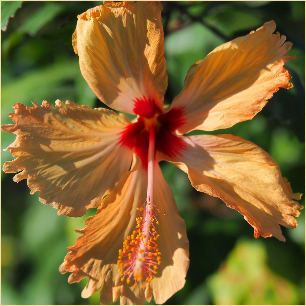 Hibiscus jaune orangé...