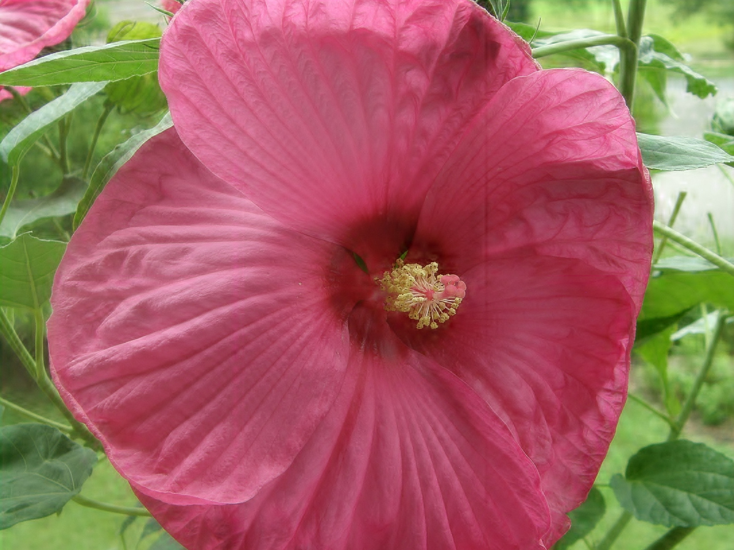 hibiscus : la classe !