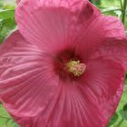 hibiscus : la classe !