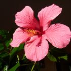 Hibiscus (la grande soeur)