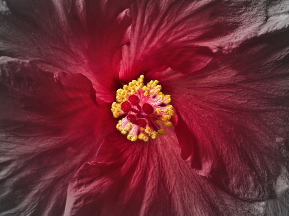 Hibiscus lanterne… -- Laterne-Hibiskus