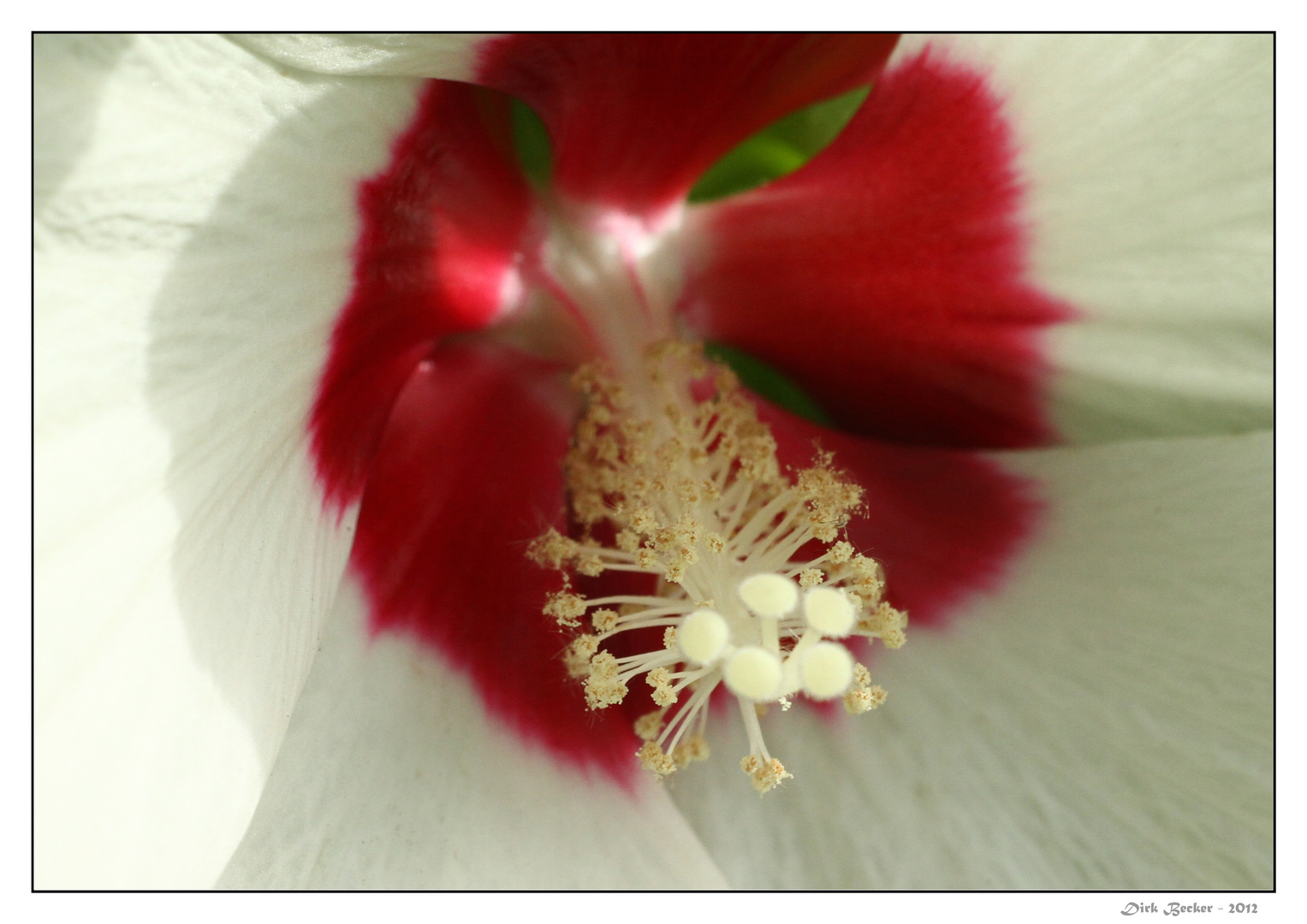 Hibiscus "Luna"