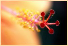 Hibiscus Macro