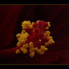 Hibiscus-Macro