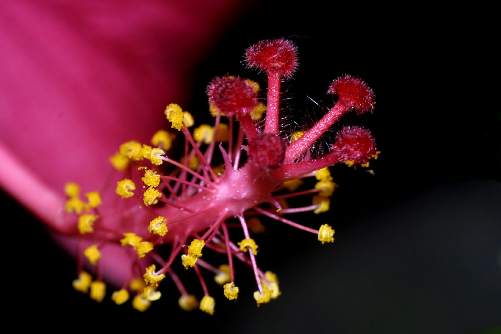 Hibiscus mal ganz nah