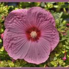 Hibiscus " Mauvelous "