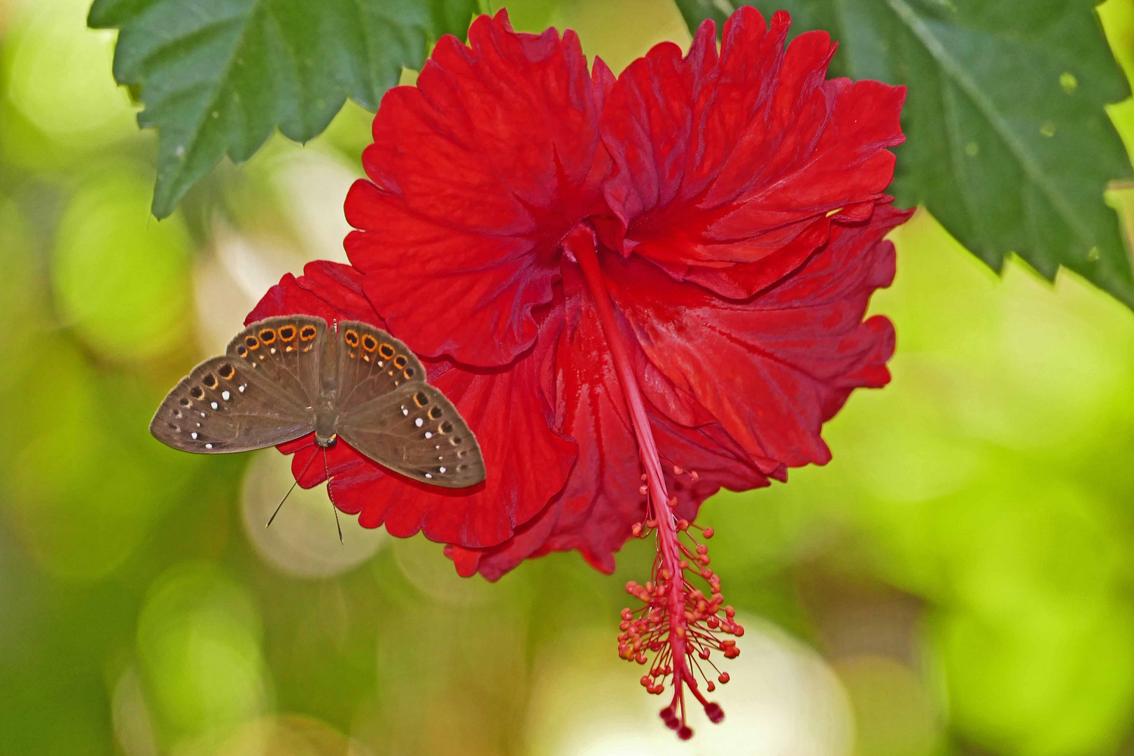 Hibiscus mit Besuch, höchstwahrscheinlich Eurybia elvina und Eurybia