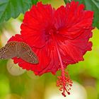 Hibiscus mit Besuch,  höchstwahrscheinlich Eurybia elvina und Eurybia elvina granulata.