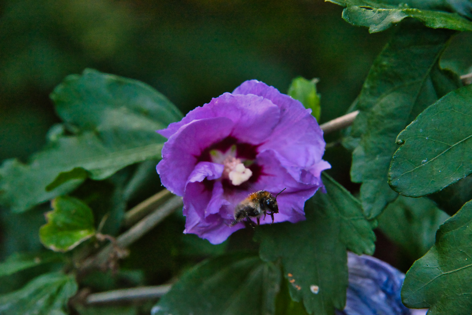 Hibiscus mit Biene
