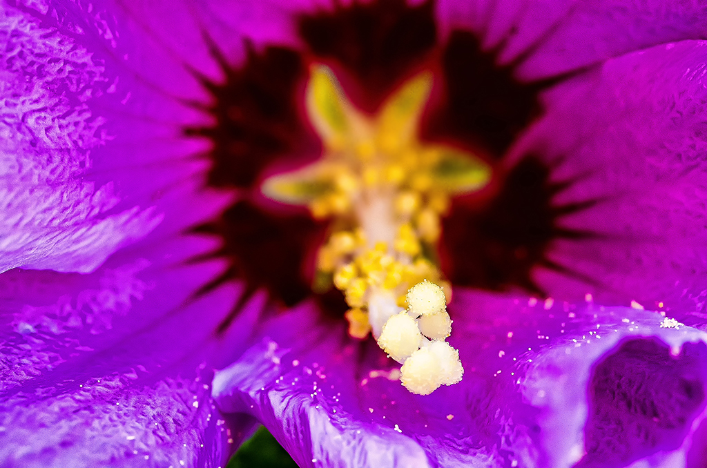 Hibiscus, mon amour