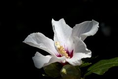 "Hibiscus moscheutos" (rose mallow)