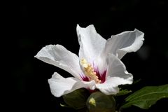 "Hibiscus moscheutos" (rose mallow)