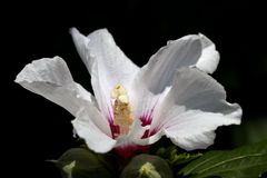  "Hibiscus moscheutos" (rose mallow)