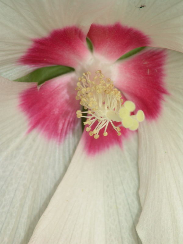 Hibiscus moscheutos, Sumpf-Eibisch