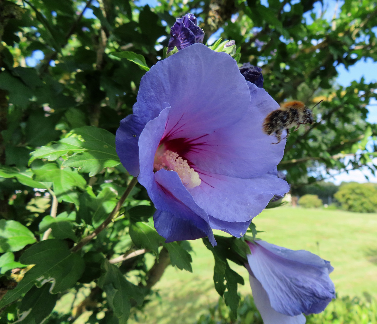 Hibiscus mt Besuch 