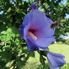 Hibiscus mt Besuch 