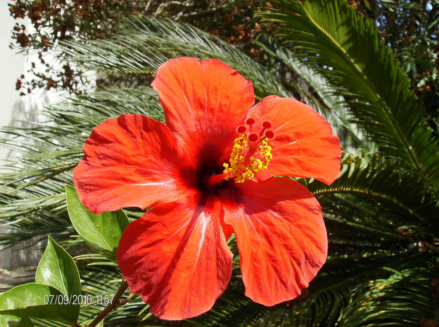 Hibiscus na Praia da Rocha-Portugal