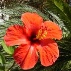 Hibiscus na Praia da Rocha-Portugal