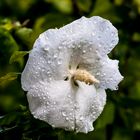 Hibiscus nach dem Regen