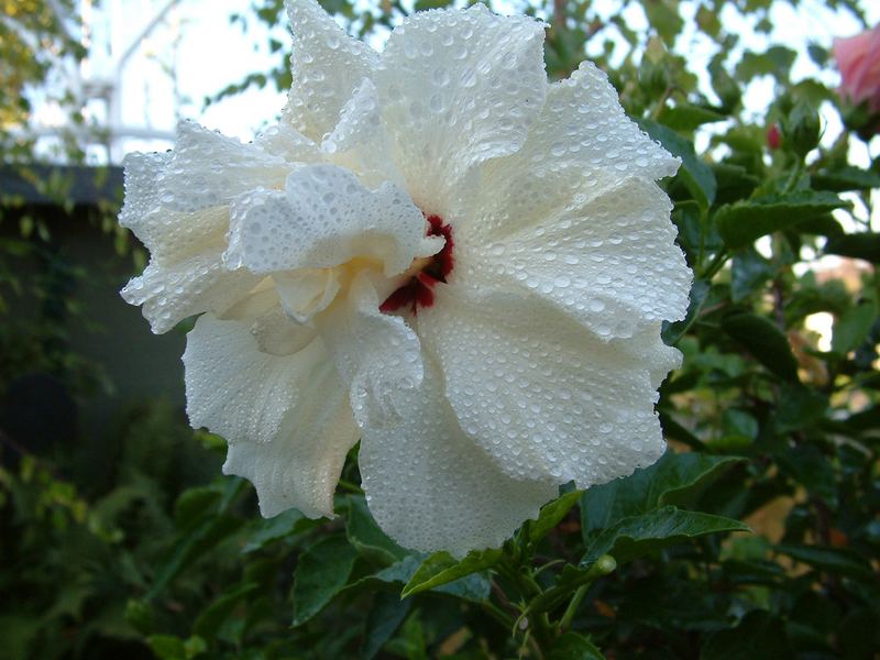 Hibiscus nach "Regen"