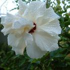 Hibiscus nach "Regen"