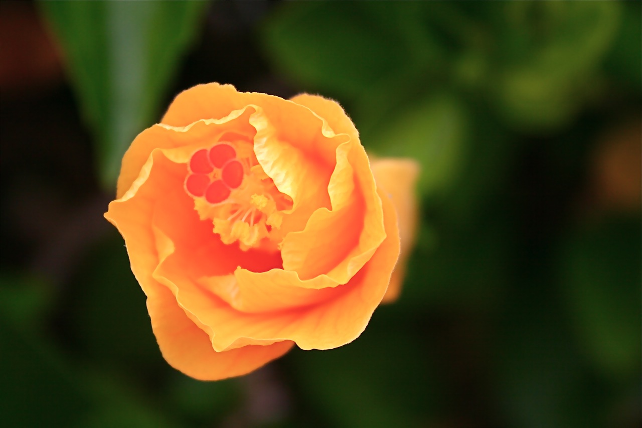 Hibiscus naranja