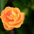 Hibiscus naranja