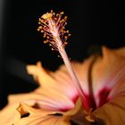 Hibiscus Nr. 3