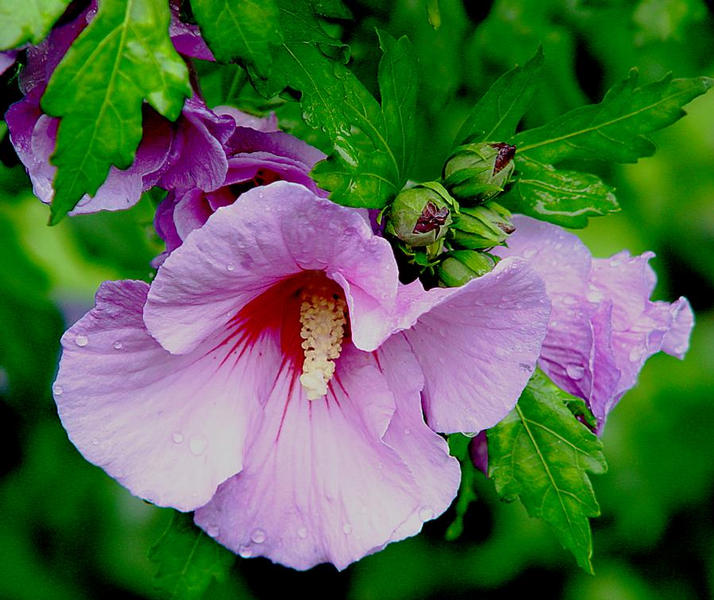 Hibiscus ohne Gäste :-)