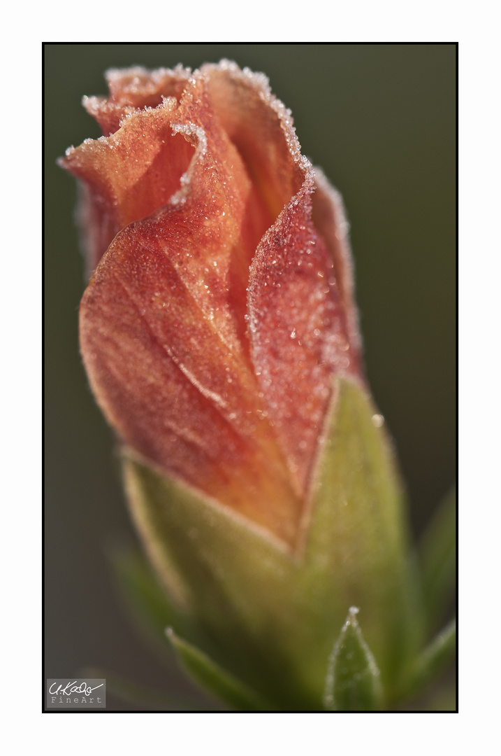 Hibiscus on Ice