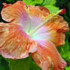 Hibiscus Orange