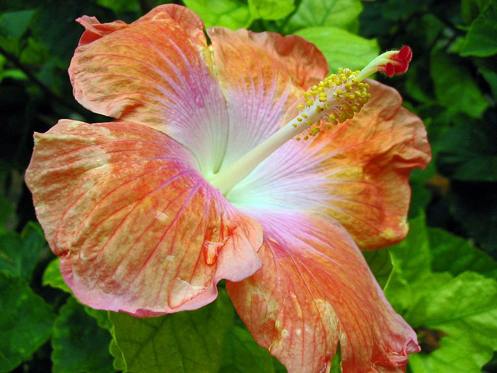 Hibiscus Orange