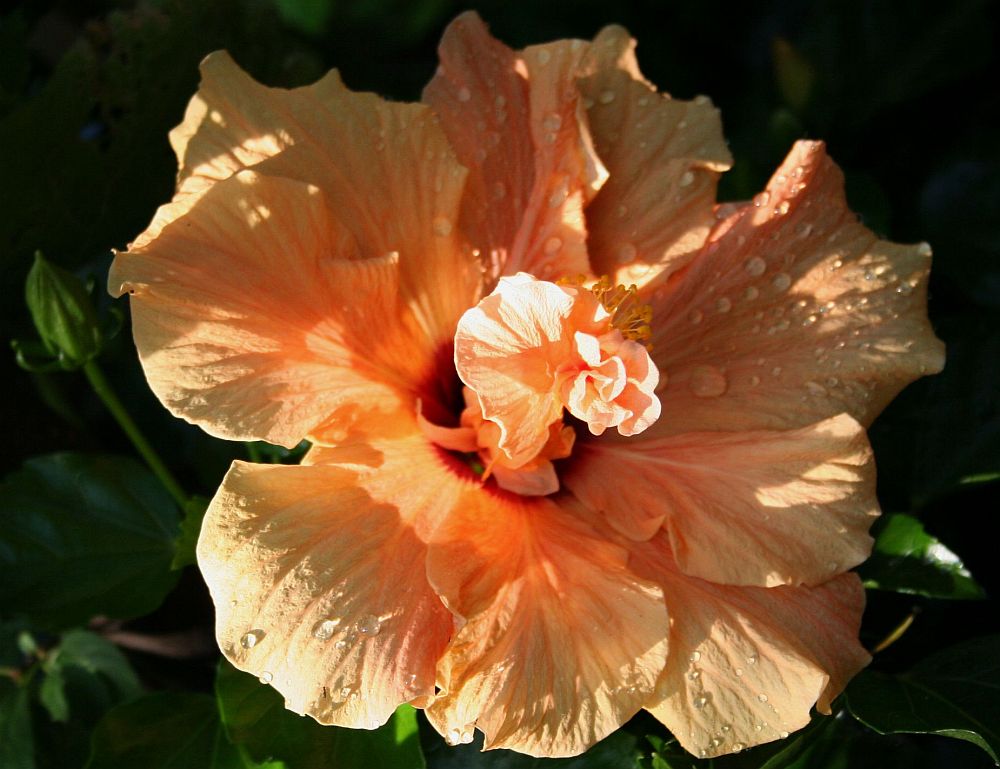 Hibiscus orange gefüllt