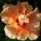 Hibiscus orange gefüllt