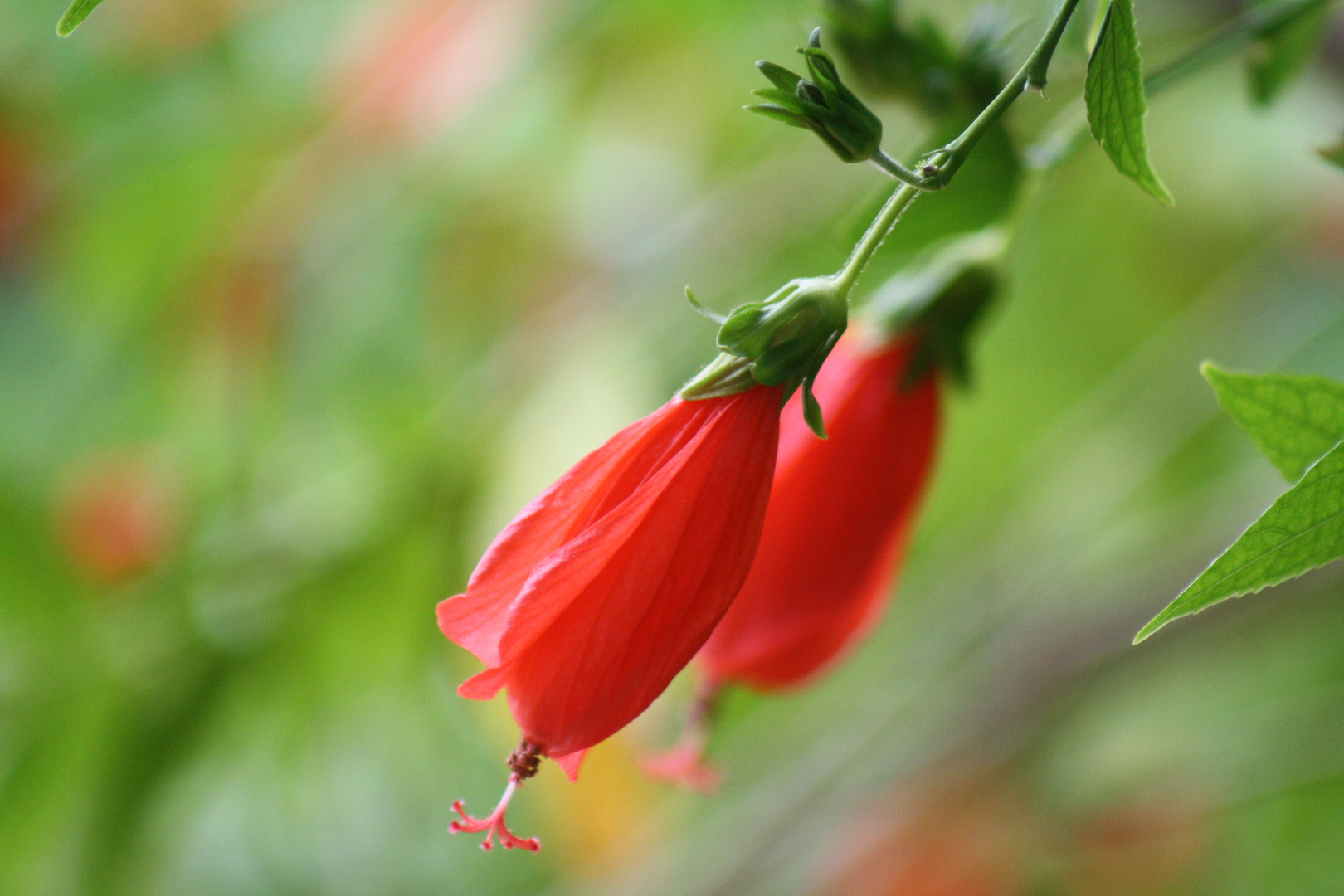 "hibiscus piment"