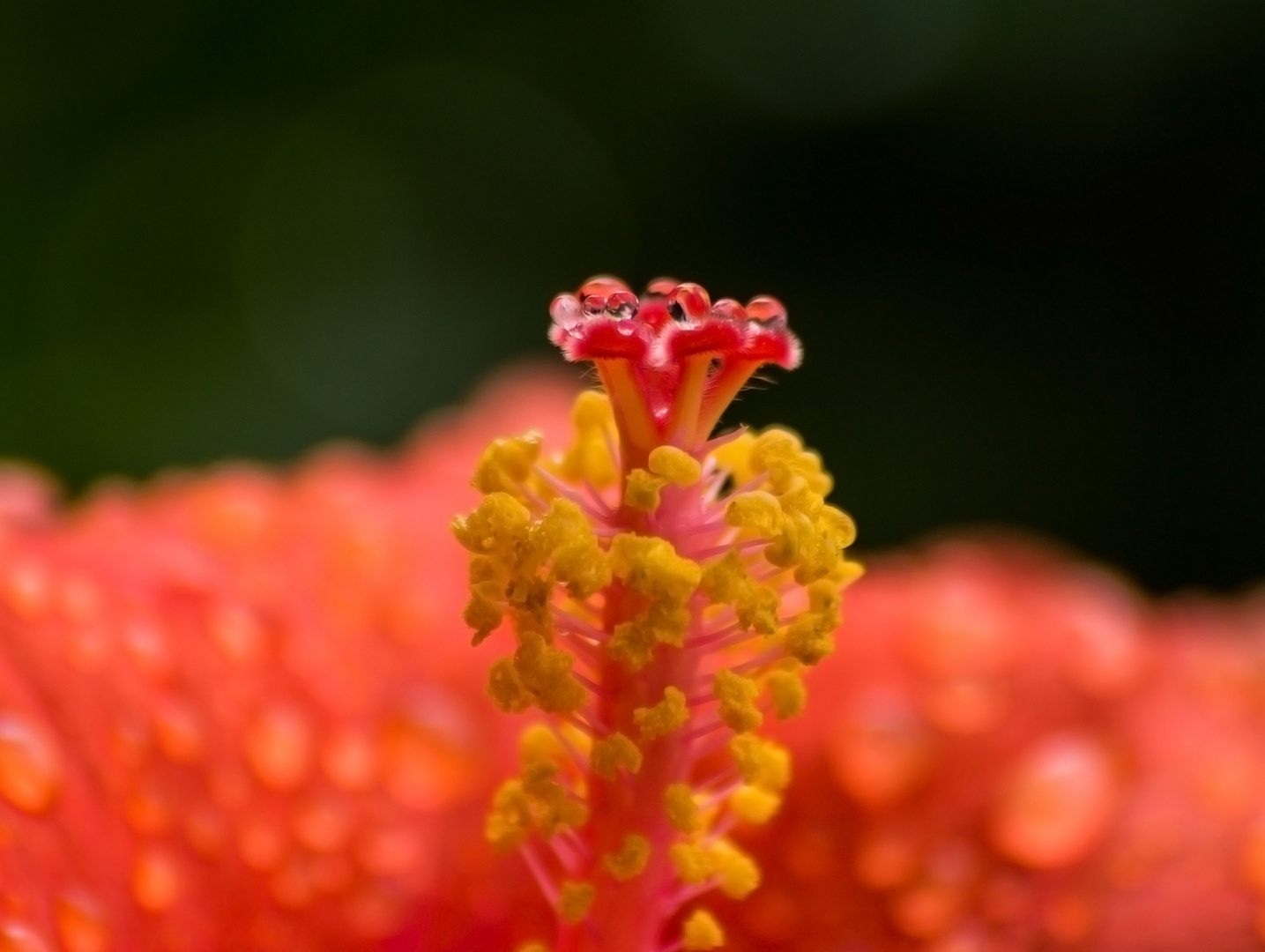 hibiscus pink