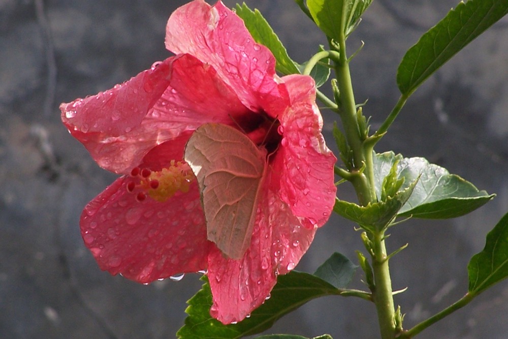 HIBISCUS PROTECTOR