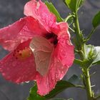 HIBISCUS PROTECTOR