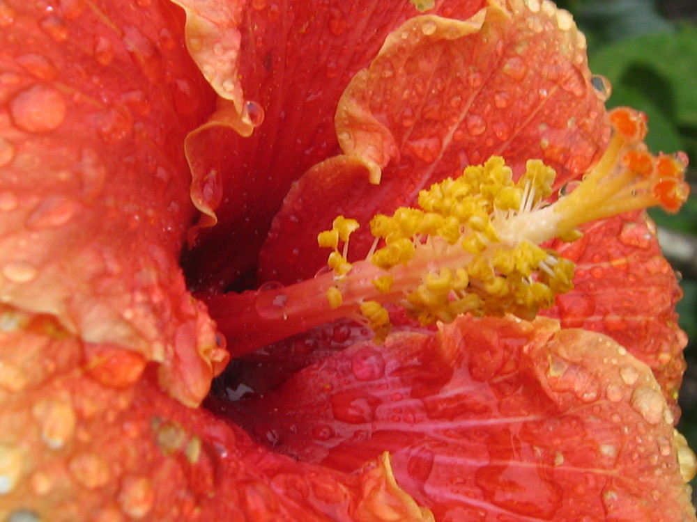 hibiscus-raindrops