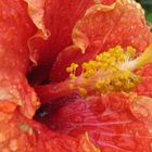 hibiscus-raindrops