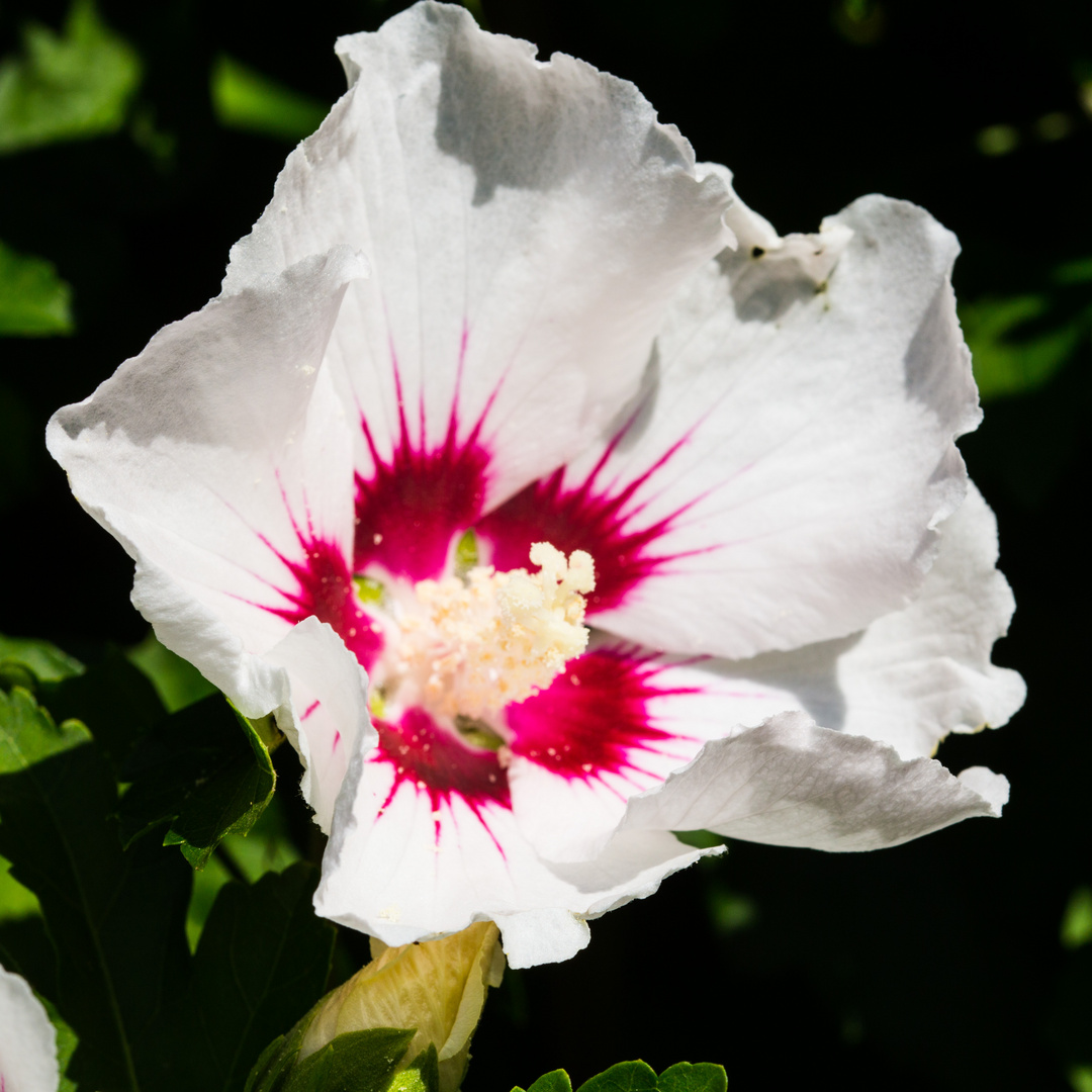 Hibiscus Red Heartblüte