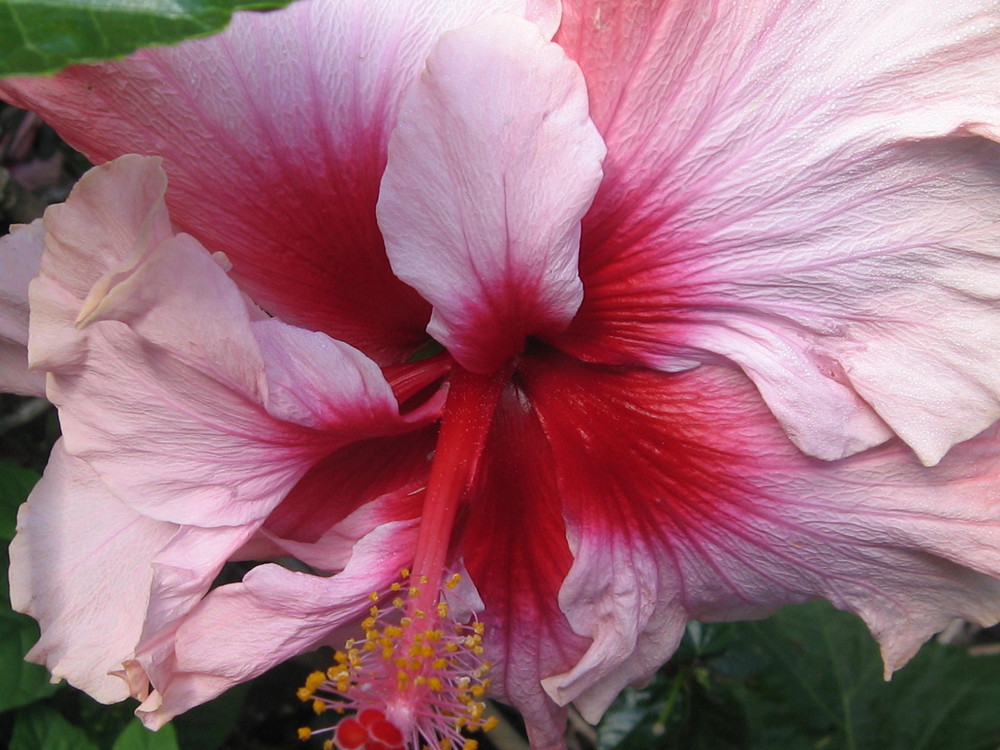 hibiscus-redpink-australien